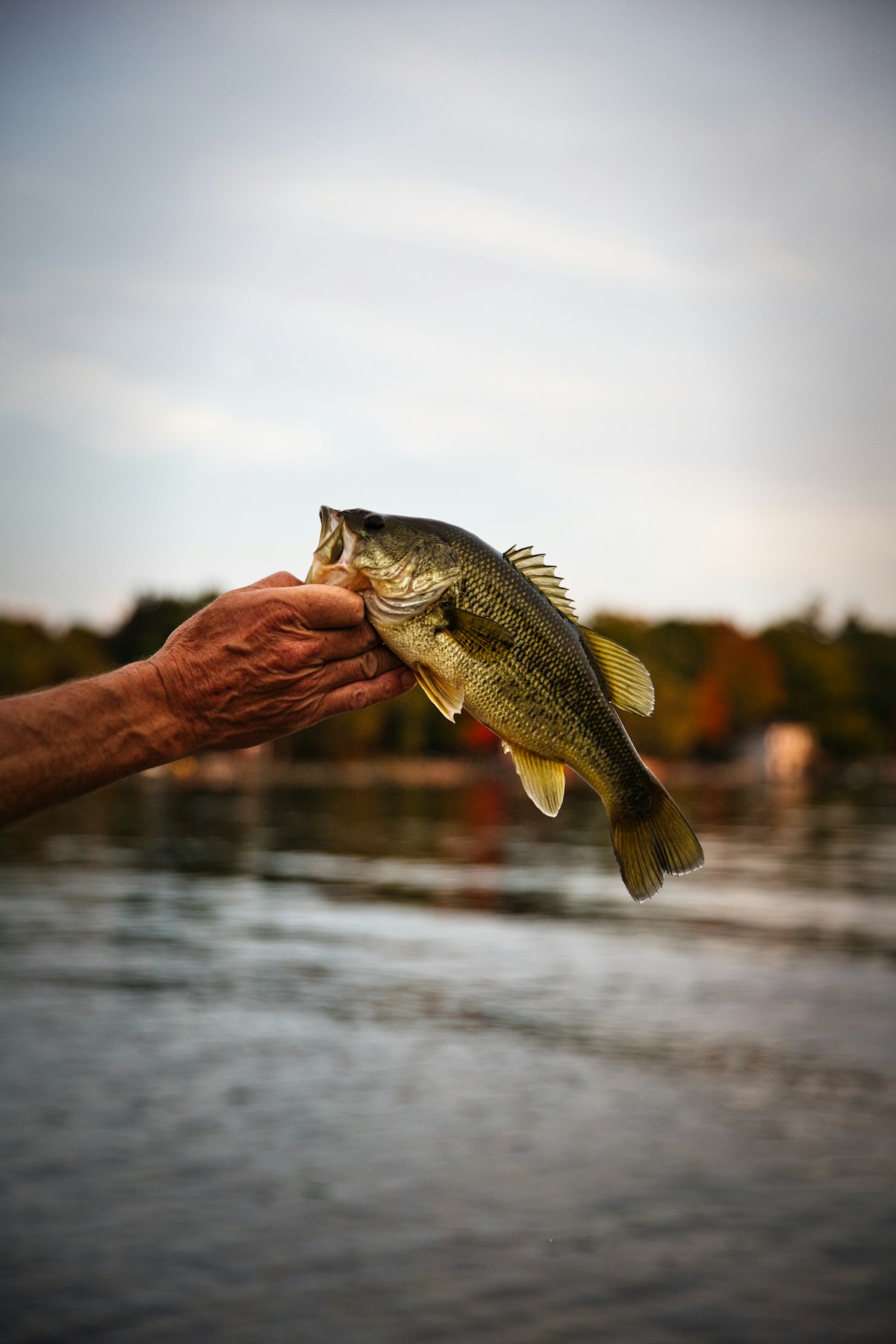 Angler holding a largemouth bass